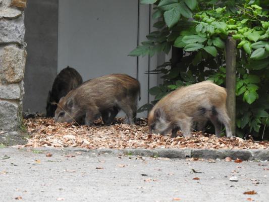 heimattiergarten-tierpark-zoo-fuerstenwalde-tiere-445
