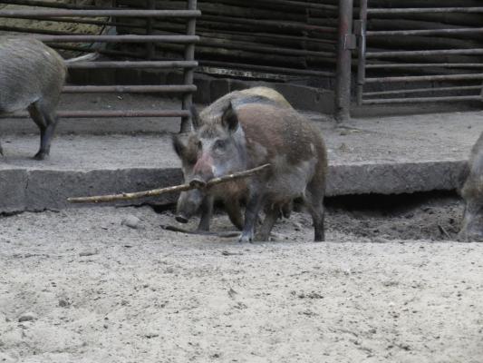 heimattiergarten-tierpark-zoo-fuerstenwalde-tiere-447