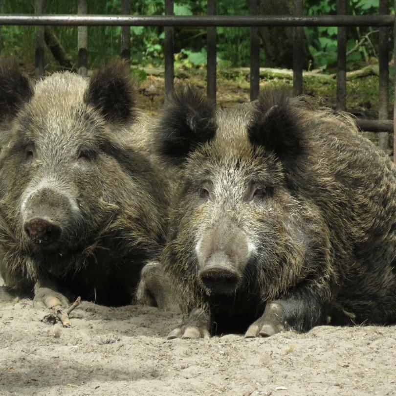 heimattiergarten-tierpark-zoo-fuerstenwalde-tiere-448