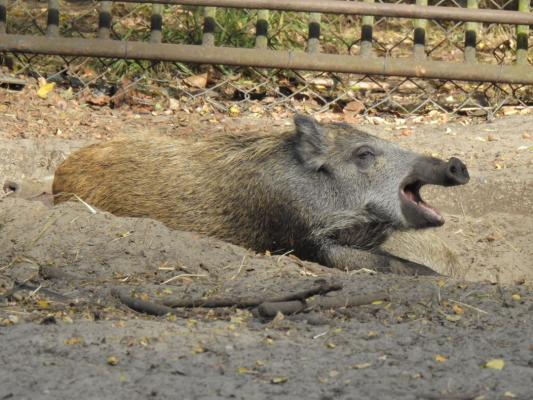 heimattiergarten-tierpark-zoo-fuerstenwalde-tiere-449