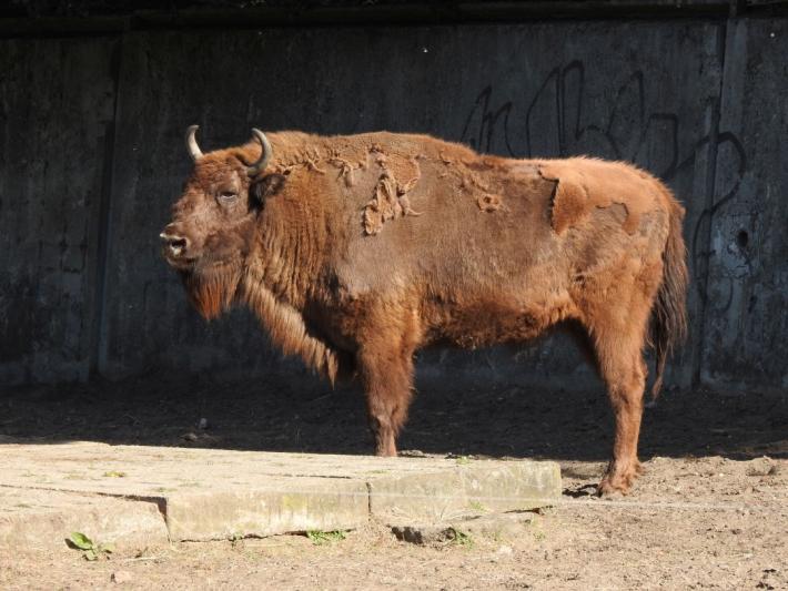 heimattiergarten-tierpark-zoo-fuerstenwalde-tiere-453